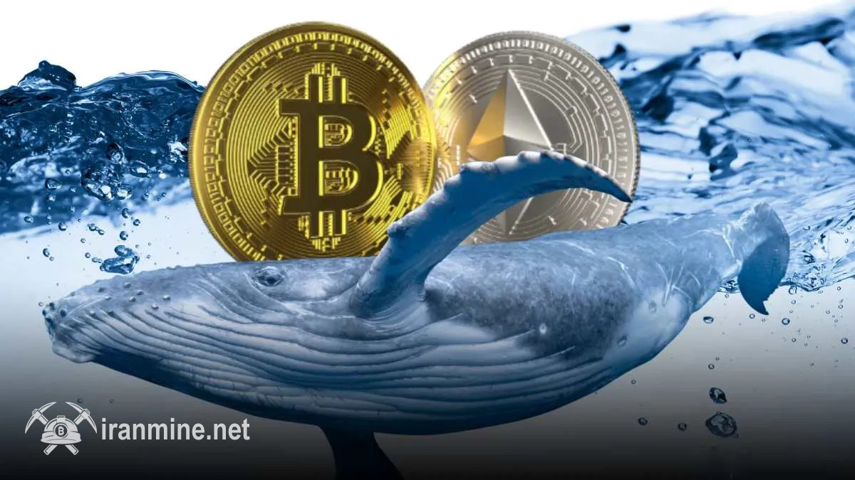 بالا رفتن فعالیت نهنگ‌های بازار رمز ارز؛ از خرید اتریوم تا فروش بیت کوین | ایران ماین