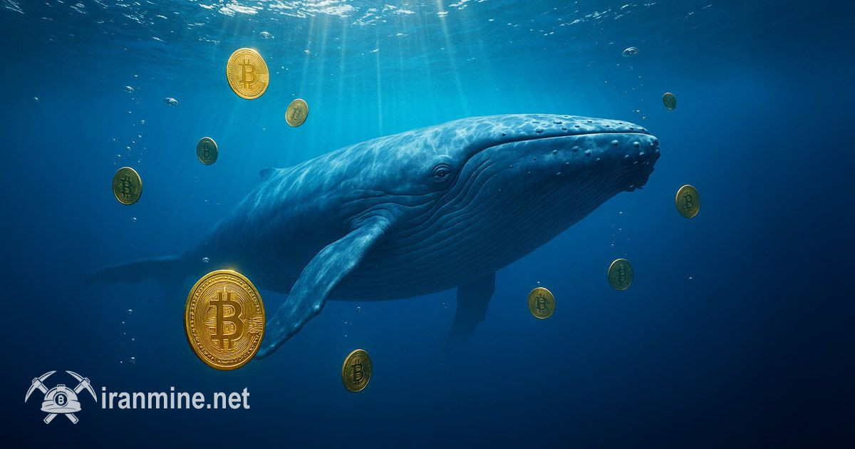 خرید بیت کوین توسط نهنگ‌ها در روند نزولی بازار | ایران ماین